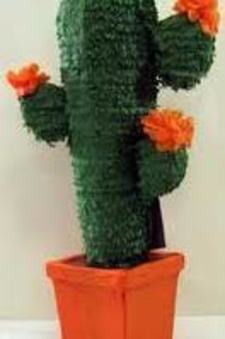 Pinata Cactus